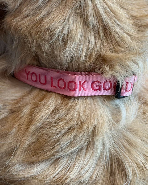 PREVENTA - You Look Good Collar
