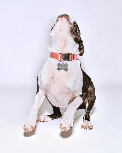 PREVENTA - You Look Good Collar