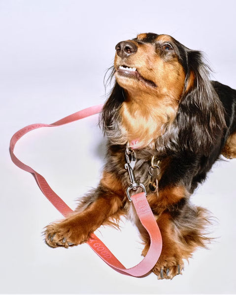 PREVENTA - You Look Good Leash