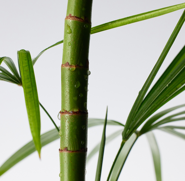 Mighty Bamboo Panthenol Cream